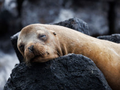 Galapagos sea lion in Floreana, the Galapagos Islands.