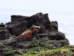 Marine iguana in Floreana, the Galapagos Islands.