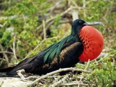 Frigatebird in the Galapagos