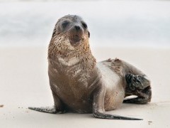 Fur seal pup in the Galapagos