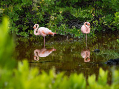 Galapagos flamingo in the Galapagos Islands