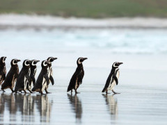 Galapagos penguin in the Galapagos