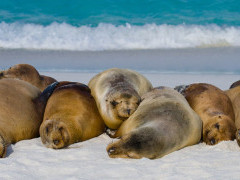 Galapagos sea lion