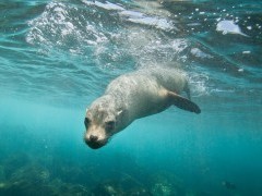 Galapagos sealion in the Galapagos
