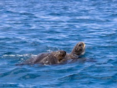 Green sea turtle in the Galapagos.