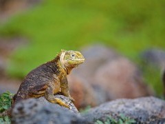 Galapagos land iguana
