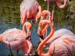 Galapagos flamingo in the Galapagos Islands