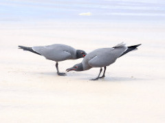 Lava gulls in the Galapagos Islands