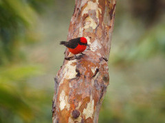 Vermillion flycatcher in the Galapagos Islands.