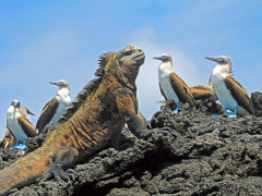 Marine iguana and blue-footed boobies in the Galapagos Islands