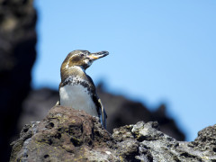 Galapagos penguin in Bartolome Island, the Galapagos