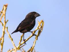Cactus finch in Espanola, the Galapagos Islands