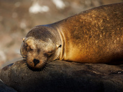 Galapagos sea lion in Espanola, the Galapagos Islands.