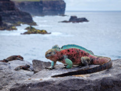 Marine iguana in Espanola, the Galapagos Islands