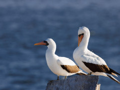 Nazca booby in Espanola, the Galapagos Islands.