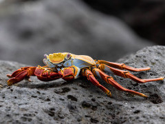 Sally-lightfoot crab in Espanola, the Galapagos Islands.