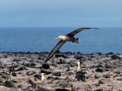Waved albatross in Espanola, the Galapagos Islands