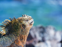 Marine iguana in Fernandina, the Galapagos Islands