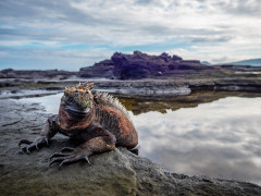Marine iguana in Fernandina, the Galapagos Islands