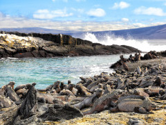 Marine iguanas in Fernandina, the Galapagos Islands