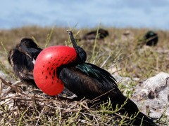 Great frigatebird in Genovesa, the Galapagos Islands.