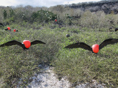Great frigatebird in Genovesa, the Galapagos Islands