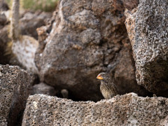 Large ground finch in Genovesa, the Galapagos Islands.