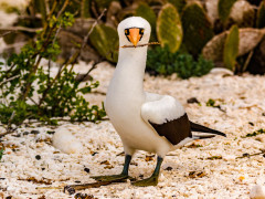 Nazca booby in Genovesa, the Galapagos Islands