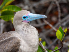 Red-footed booby in Genovesa, the Galapagos Islands