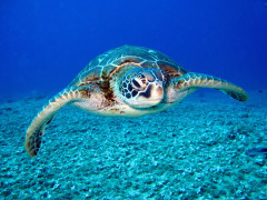 Green sea turtle in the Galapagos Islands