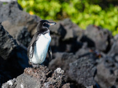 Galapagos penguin in Isabela, the Galapagos Islands