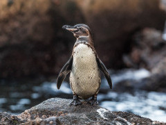 Galapagos penguin in Isabela, the Galapagos Islands