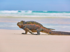 Marine iguana in the Galapagos Islands