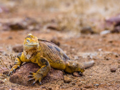 Land iguana in North Seymour, the Galapagos Islands