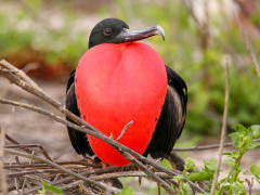 Magnificent frigatebird in North Seymour, the Galapagos Islands