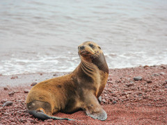 Galapagos sea lion in Rabida, the Galapagos Islands
