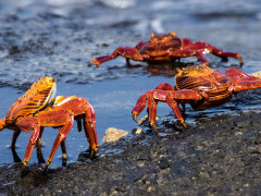 Sally Lightfoot crabs in the Galapagos Islands