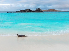Galapagos sea lion in San Cristobal, the Galapagos Islands