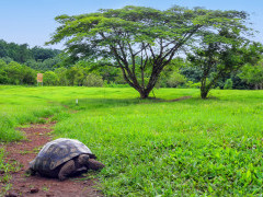 Galapagos giant tortoise in Santa Cruz, the Galapagos Islands