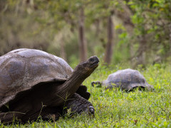 Galapagos giant tortoise in the Galapagos Islands.