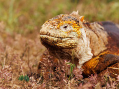 Santa Cruz land iguana in the Galapagos Islands.