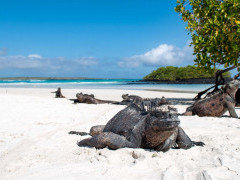 Marine iguana in Santa Cruz, the Galapagos Islands