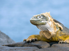 Sante Fe land iguana in the Galapagos Islands