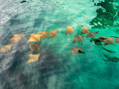 Rays in Santa Cruz, the Galapagos Islands