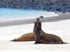 Galapagos sea lion in Sante Fe, the Galapagos Islands