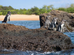 Galapagos penguin in Santiago, the Galapagos Islands