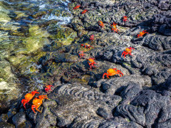 Sally Lightfoot crabs in Santiago, the Galapagos Islands
