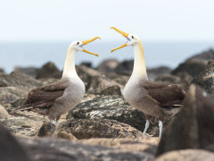Waved albatross in the Galapagos Islands