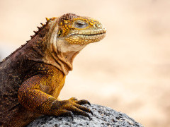 Land iguana in the Galapagos