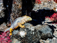 Land iguana in the Galapagos